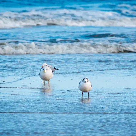 Gustava 31 * גראל-מוריץ